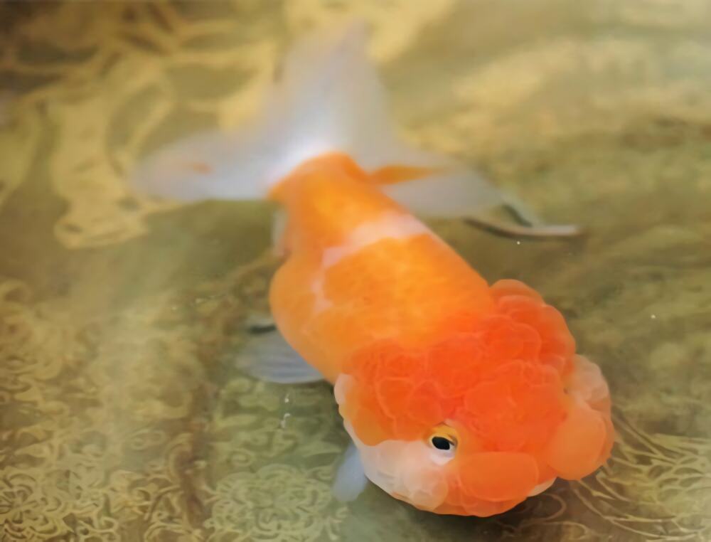 武汉猫狮身份信息