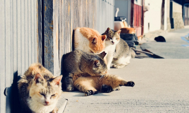 “奇葩”岛屿禁止任何狗上岛，却是猫咪的天堂