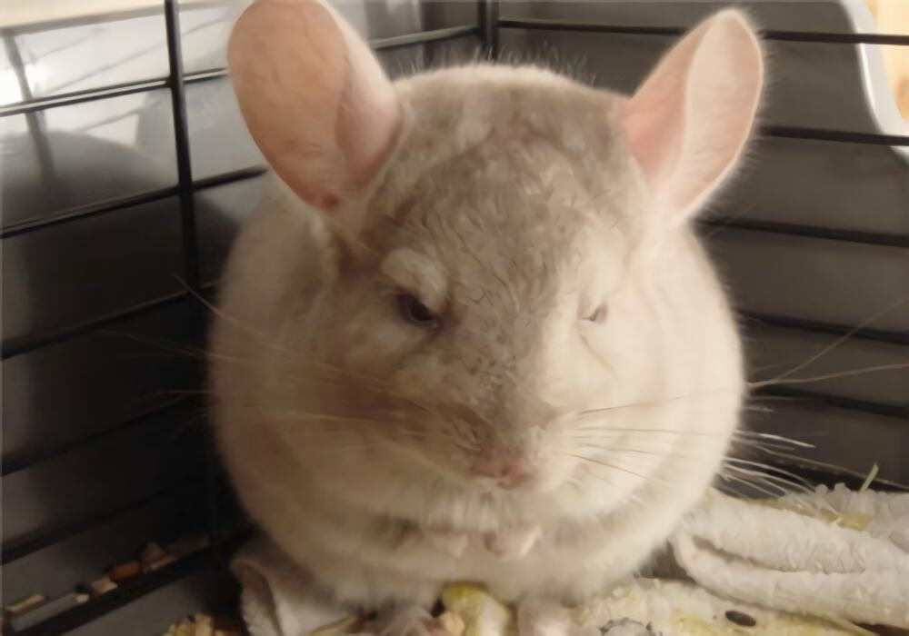 纯啡龙猫身份信息