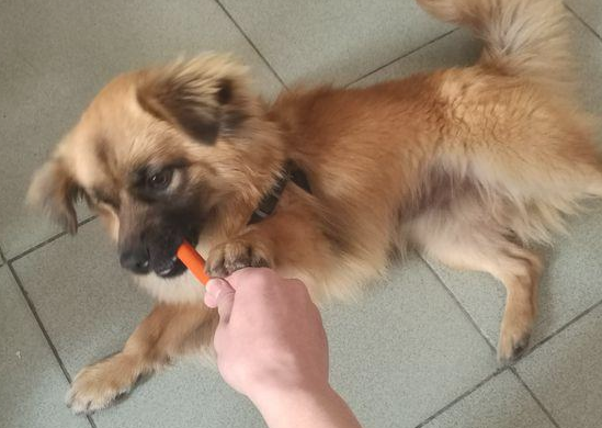 流浪犬要想喝水只怨够不上,女生绝不看不上的用力捧着喂,令人感动