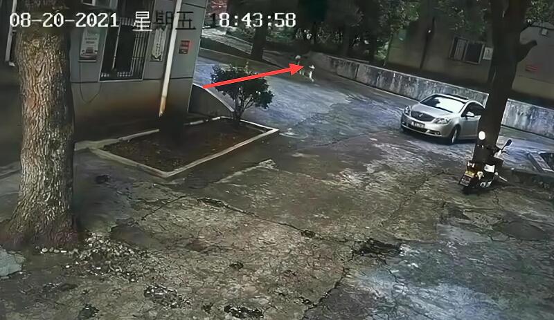 湖南郴州因狗未拴绳,疑被小车故意碾压致死,车主却拒绝道歉