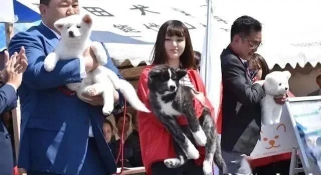 80斤柴犬喜欢熊抱,日本小姐姐险些被压伤