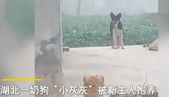 小奶狗被养一个月,狗妈妈突然出现瞬间破防