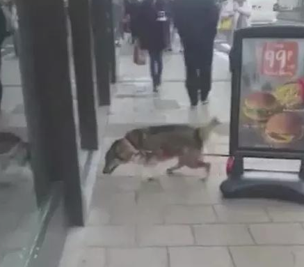 小伙子带狗子外出,把狗拴广告牌子入店点单,下面的画面让众人笑趴
