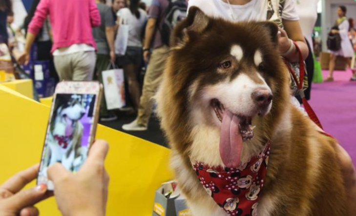 人和宠物犬猫之间的爱,不要因为疾病而消失