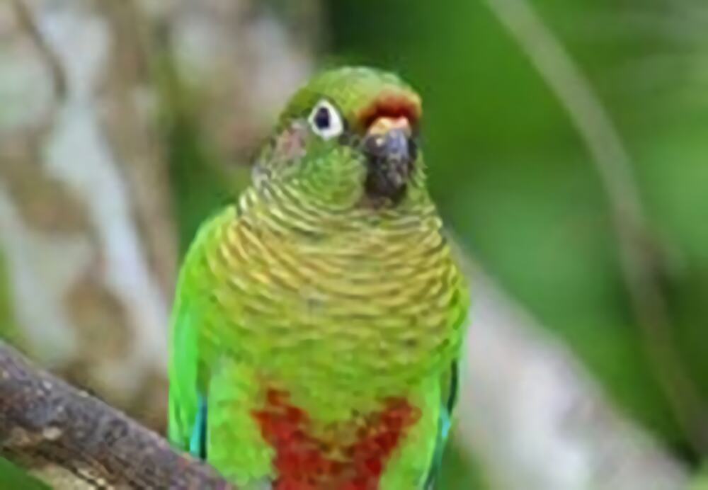 赤褐腹锥尾鹦鹉身份信息