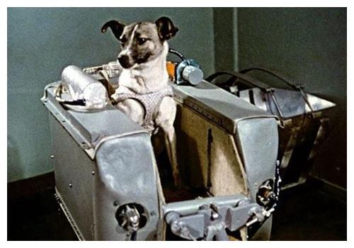 64年前第一只上太空的小狗，为何仅过了4天，就将它“安乐死”？