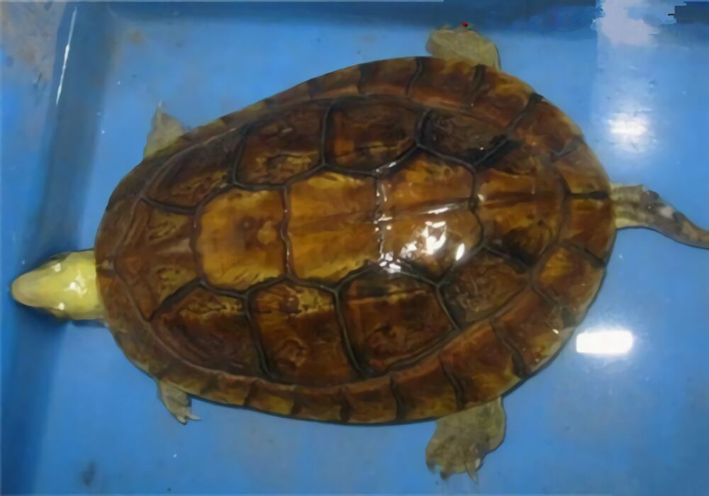 潘氏闭壳龟身份信息