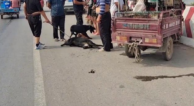 想尽快成交,狗主把拉布拉多拖到口吐白沫,嘴里还念叨:它在耍赖