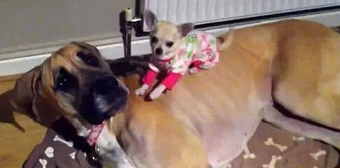 吉娃娃和它的丹麦猎犬软床 两只有爱相拥而眠