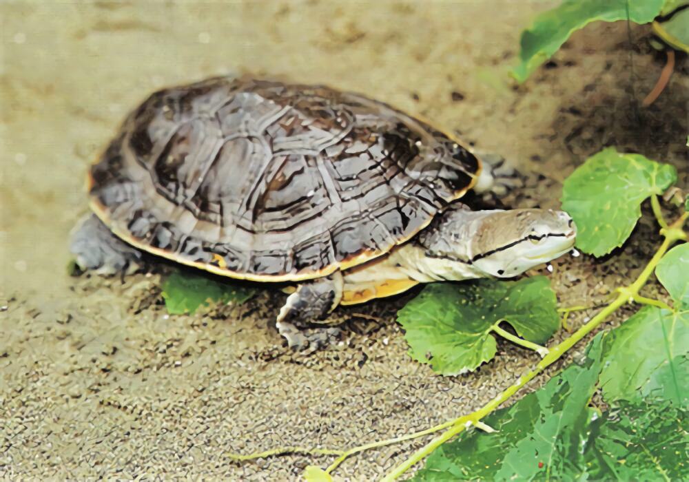 希氏蟾龟身份信息