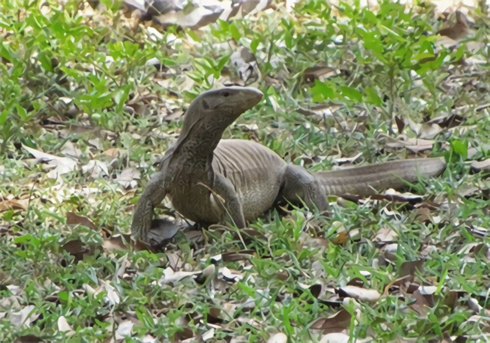 孟加拉巨蜥身份信息