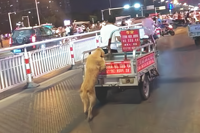 金毛狗狗爪子扒在三轮车上,搞不懂它在干啥,靠近后却坦言艳羡了