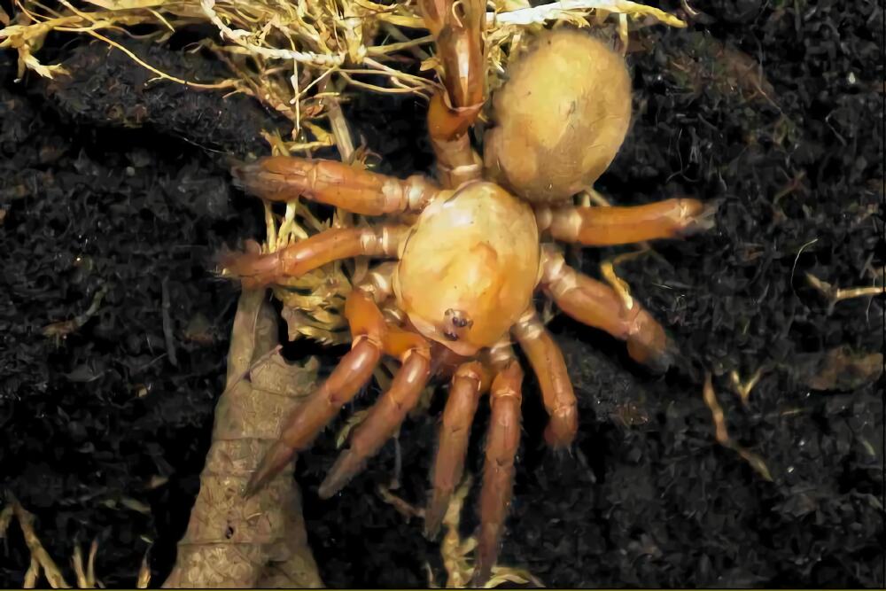 巴西啡黄身份信息