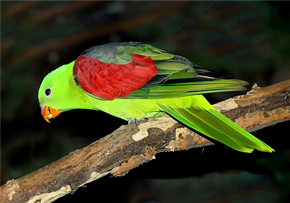 红翅鹦鹉身份信息