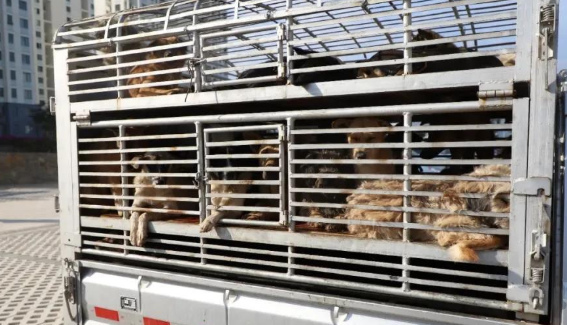 【咬了4个人!昭通巧家县对县城区流浪犬只进行重点整治】
