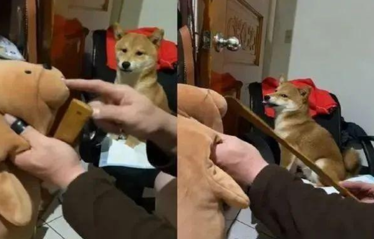 以便文化教育咬人的柴犬，主人用这招确实合理喔