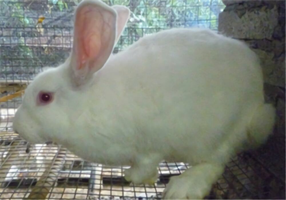 哈白兔身份信息