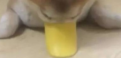 柴犬带上鸭嘴套之后立马戏精上身,变身蛤蟆一动不动