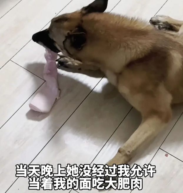 退役搜救犬偷吃7斤狗粮,网友:建议再去警犬基地确认一下是退役还是开除!