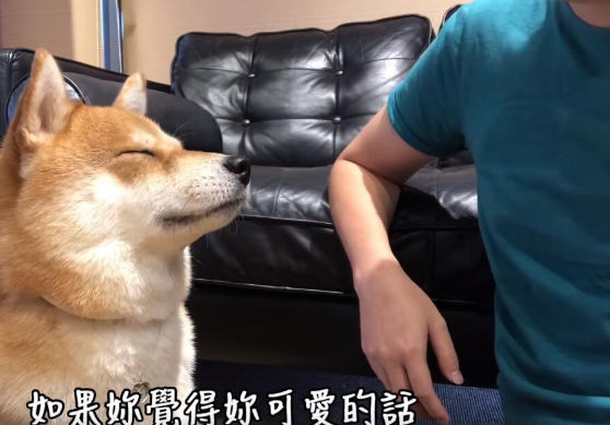 超自恋的柴犬 说不可爱就肉拳攻击