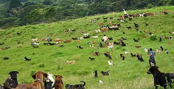 千根流浪狗被收留后，每日都能随意在山上飞奔，网民：还缺狗吗？