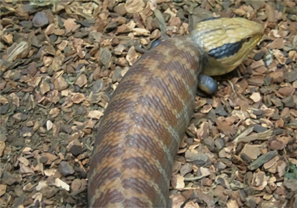 细纹蓝舌蜥身份信息