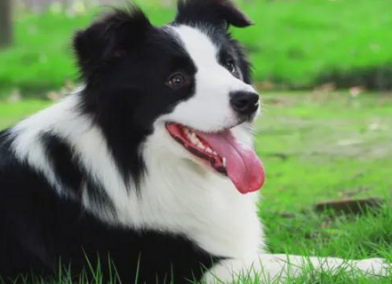 牧羊犬苦苦等待主人3年,为了自己的孩子它甘愿走进陷阱