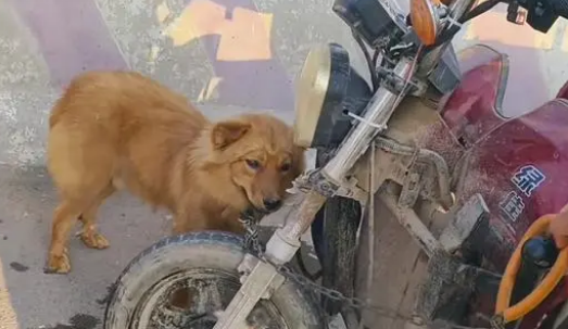 面对350块，狗主亲自把躲进车底的小狗拽出，狗贩：听人劝吃饱饭