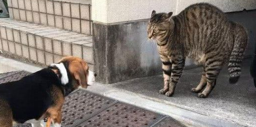 带狗狗出去转悠,竟被一只猫吓得打哆嗦,主人家定睛一看怪可怕的!