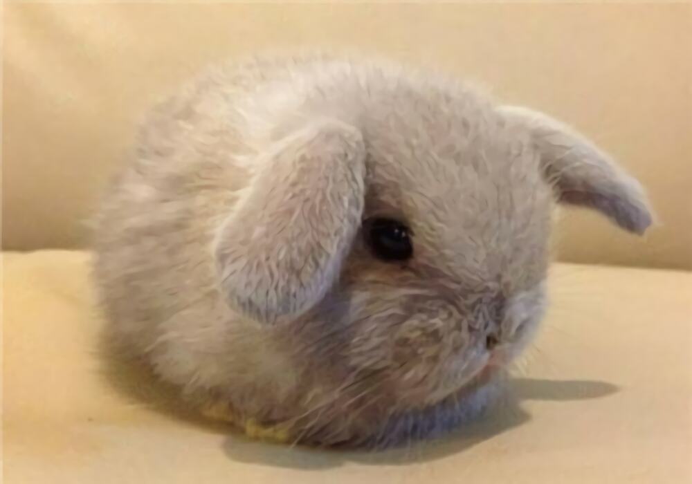 垂耳兔身份信息