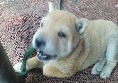 流浪犬被主人拴在马路边,小家伙要想摆脱却束手无策,急得直嗷嗷叫