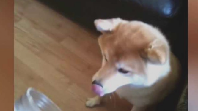 柴犬偷食物品被发觉,結果悲剧了,主人看过都禁不住哈哈大笑!