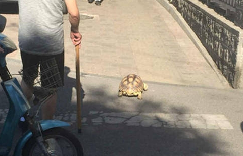 见过遛狗遛猫的算什么 你见过遛龟?遛鱼?遛蜥蜴?