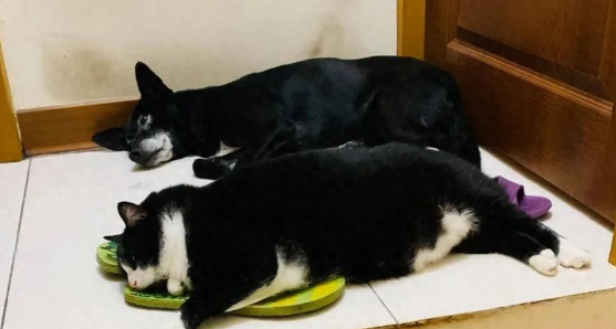 捡了只小奶猫让狗子带,没想到这货长大后居然比狗还大只!