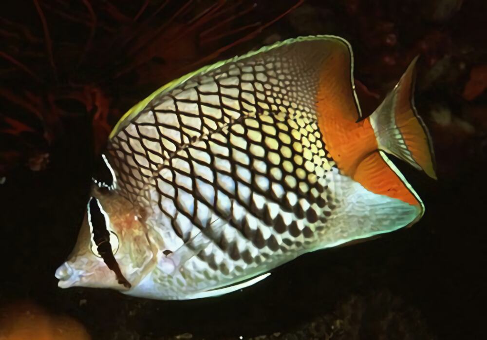 红尾蝶身份信息