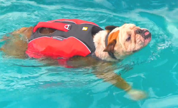 小鹦鹉每天吐物品给小狗吃，小狗照单全收，年胖24斤愁坏主人家