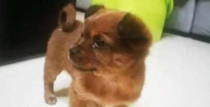 邻居买只金毛,便将养两年的田园犬抛弃,狗狗迷茫的眼神让人心疼