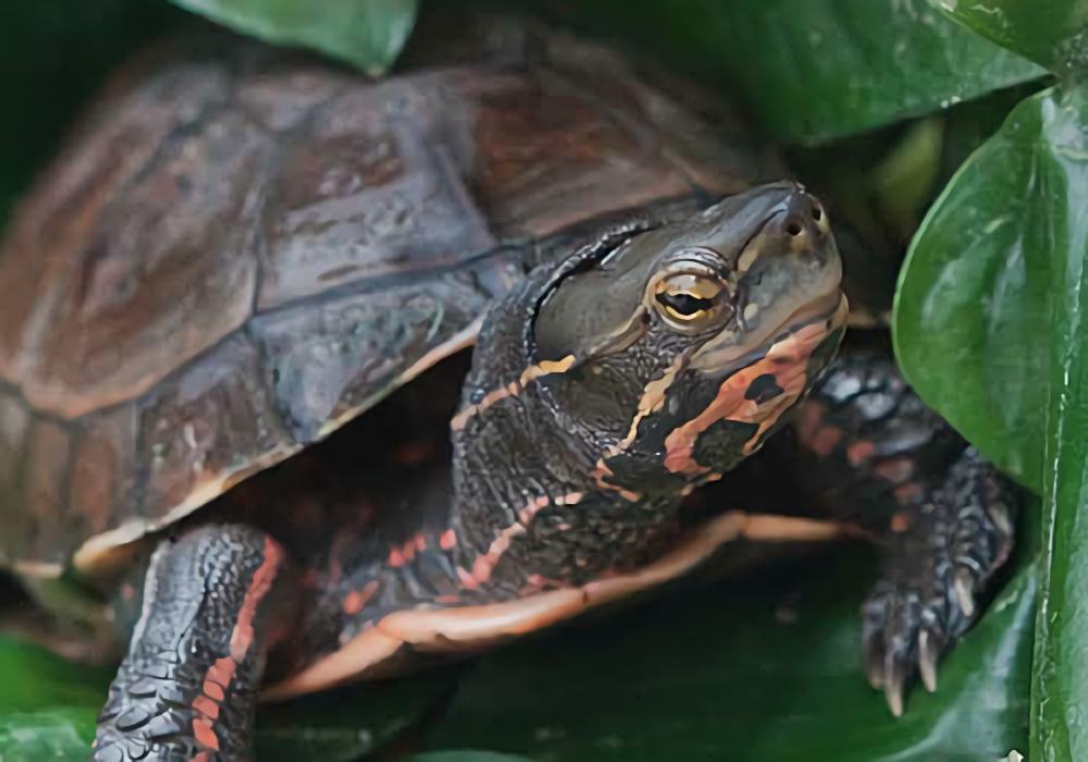 云南闭壳龟身份信息