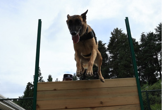 云南保山:警犬“鹰空”获评功勋犬