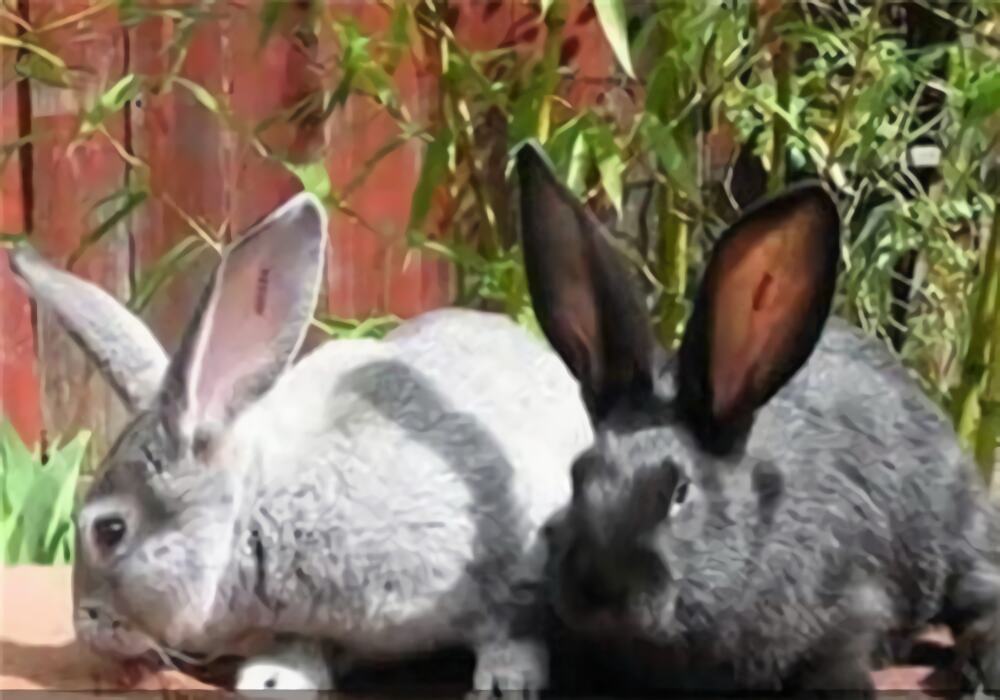 金吉拉兔身份信息