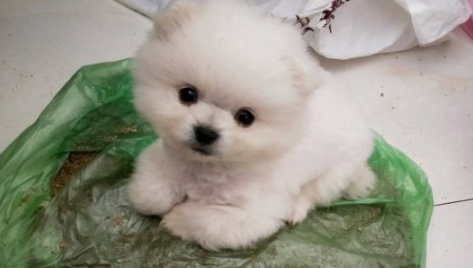 网友被博美看不上了，家中那么乱都不收拾，狗：还比不上个狗窝