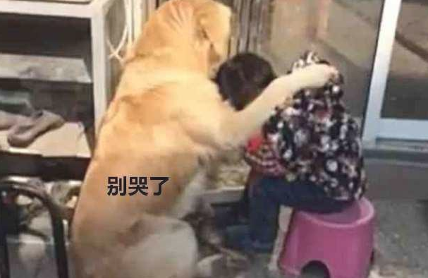 小主人没写完工作,妈妈把孩子训痛哭,金毛的作法好感人
