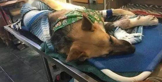 刚收养的狼犬忽然扑向家里7岁的小女儿,原本吓呆的家人最后却被感动哭……