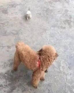 一只被丢弃的小猫咪,死命追着小狗当妈妈,成功耍赖被带回家
