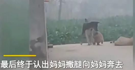 小奶狗被养一个月,狗妈妈突然出现瞬间破防