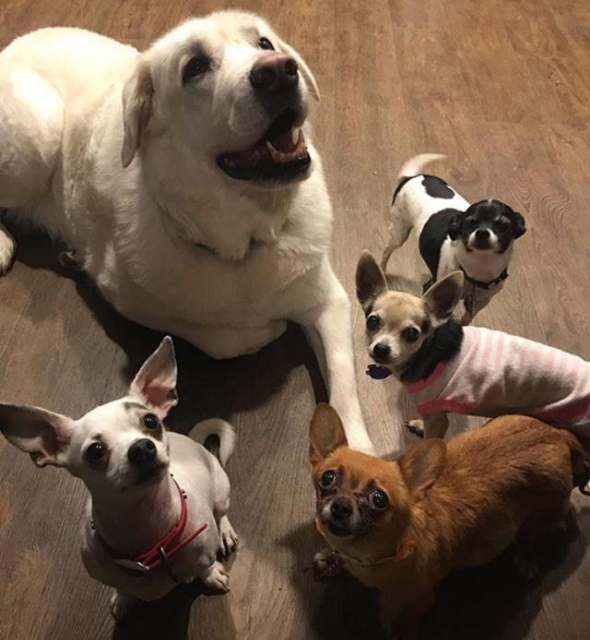 吉娃娃自学技能,把大白熊犬当马骑,在其背上坐立自如