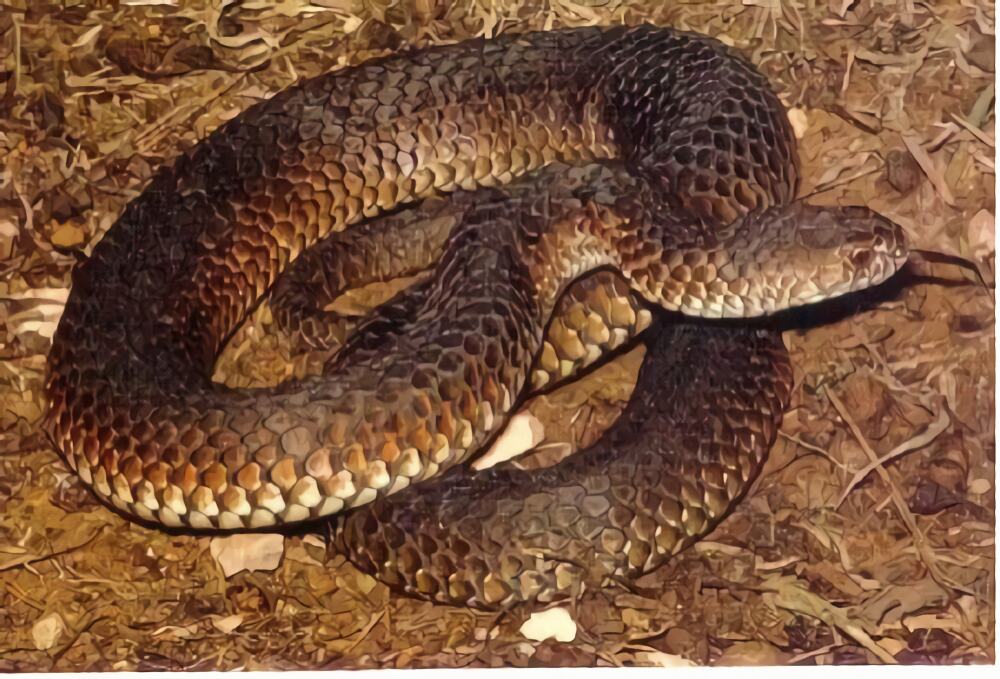 澳洲老虎蛇身份信息