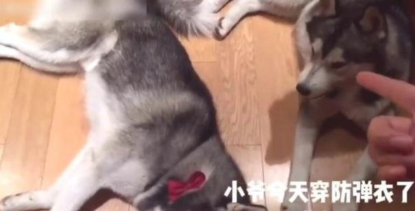 主人让小狗装死，但那小子就是说不愿倒下，下一幕令女主角笑翻！