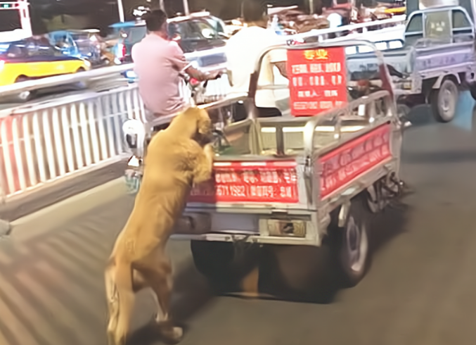 金毛狗狗爪子扒在三轮车上,搞不懂它在干啥,靠近后却坦言艳羡了